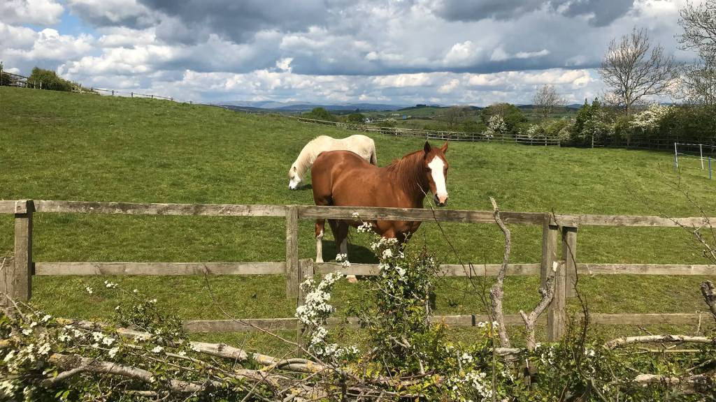 white horse and brown horse in a field of green near the gate